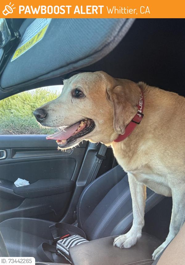 Found/Stray Male Dog last seen Near Miller Rd Whittier, CA 90604 United States, Whittier, CA 90604