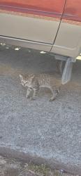 Found/Stray Unknown Cat last seen Round Library, San Leandro, CA 94577