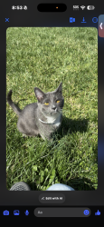 Lost Female Cat last seen Chipmun Rigdes, Williamstown, KY 41097