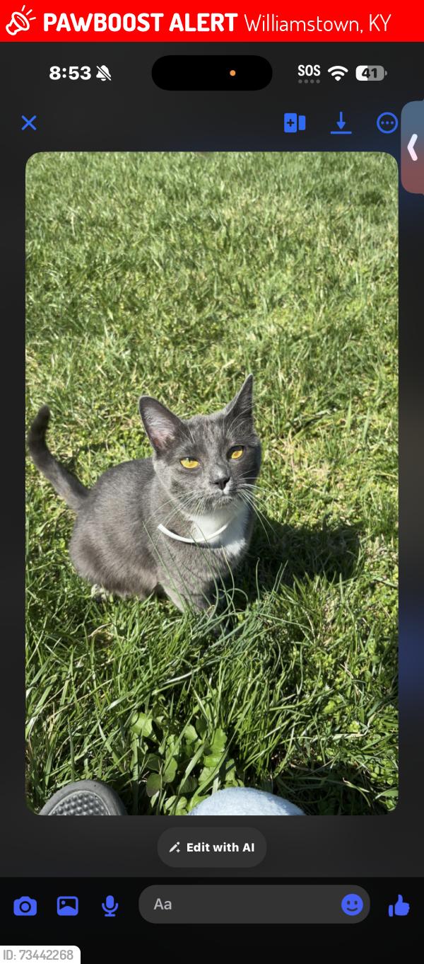 Lost Female Cat last seen Chipmun Rigdes, Williamstown, KY 41097