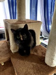 Lost Female Cat last seen Fruitland Ln, Appleway, Coeur d'Alene, ID 83815