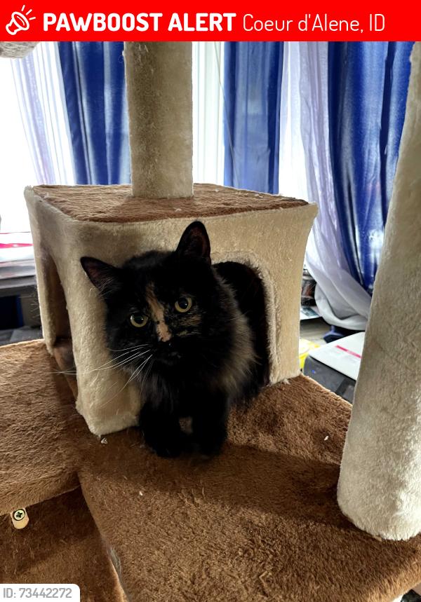 Lost Female Cat last seen Fruitland Ln, Appleway, Coeur d'Alene, ID 83815