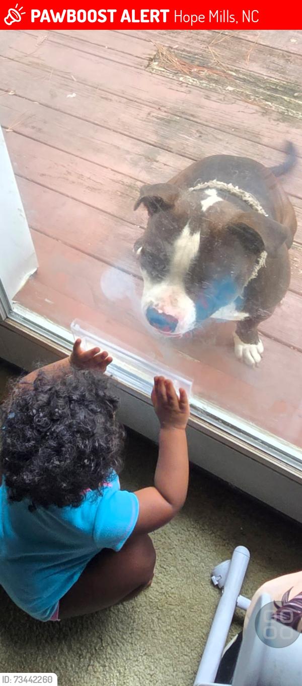 Lost Male Dog last seen Cameron Rd and E Cole Street, Hope Mills, NC 28348