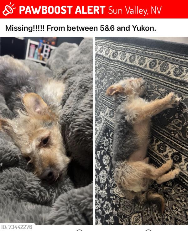 Lost Male Dog last seen Yukon and 5th, Sun Valley, NV 89433