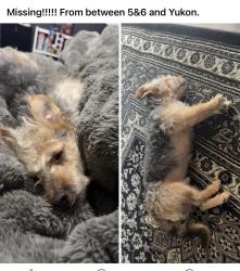 Lost Male Dog last seen Yukon and 5th, Sun Valley, NV 89433