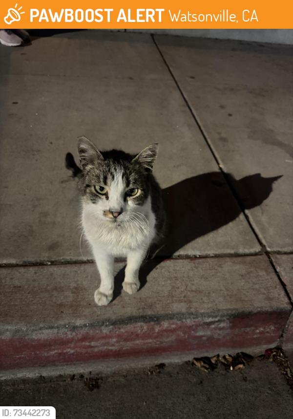 Found/Stray Unknown Cat last seen Marchant Street near Salud Para La Gente, Watsonville, CA 95076