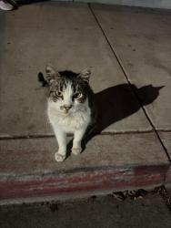 Found/Stray Unknown Cat last seen Marchant Street near Salud Para La Gente, Watsonville, CA 95076