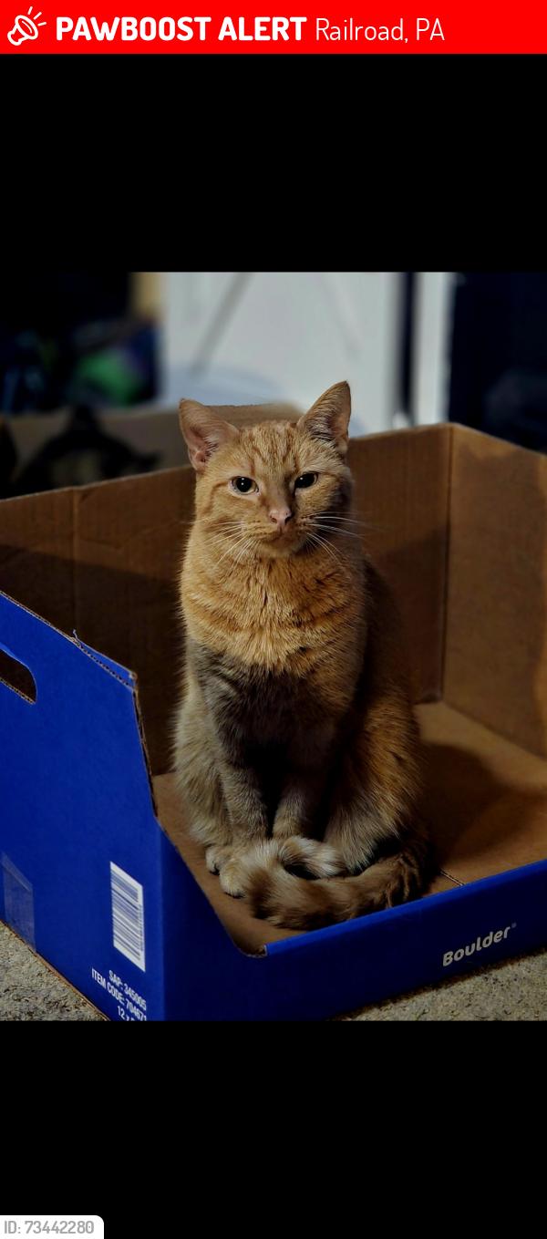 Lost Male Cat last seen Snyder Rd, farm land, Railroad, PA 17355