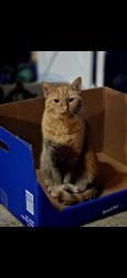 Lost Male Cat last seen Snyder Rd, farm land, Railroad, PA 17355