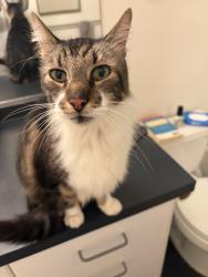 Found/Stray Unknown Cat last seen Broadway and 40th, Oakland, CA 94611