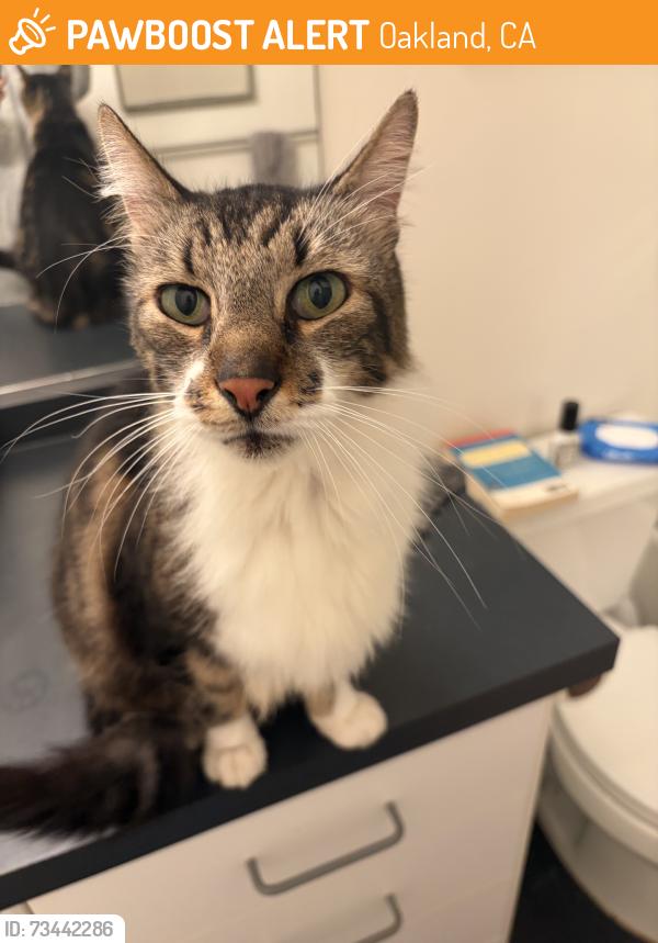 Found/Stray Unknown Cat last seen Broadway and 40th, Oakland, CA 94611
