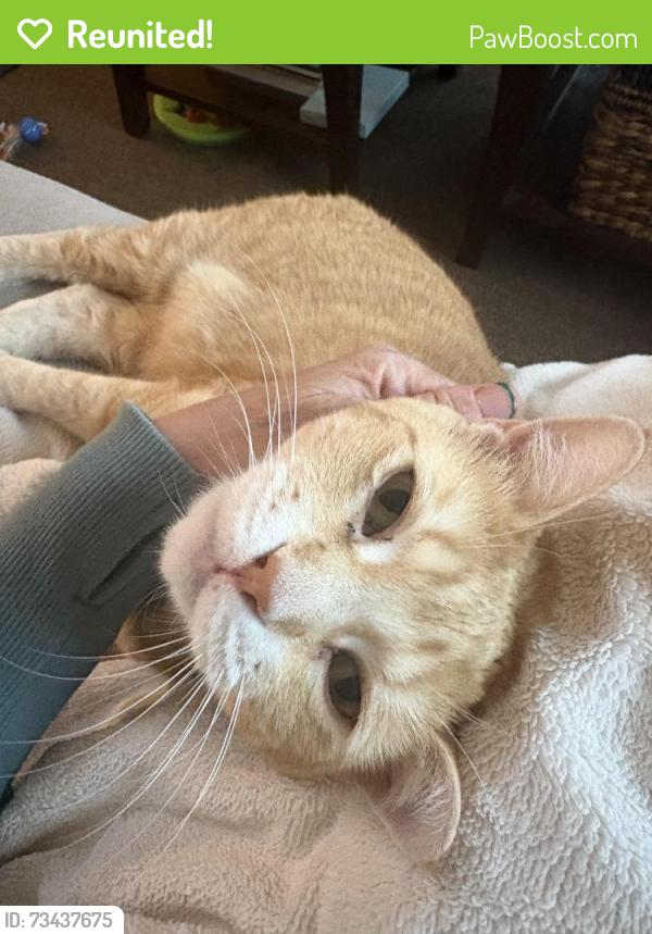 Reunited Female Cat last seen Antonio Parkway and Santa Margarita Parkway, Rancho Santa Margarita, CA 92688