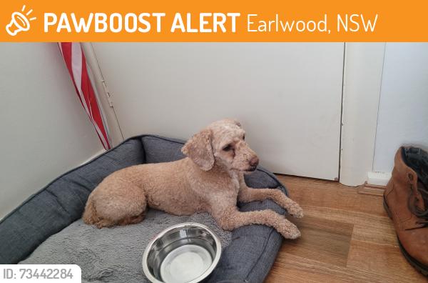 Found/Stray Male Dog last seen Near homer street, earlwood, Earlwood, NSW 2206