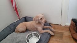 Found/Stray Male Dog last seen Near homer street, earlwood, Earlwood, NSW 2206