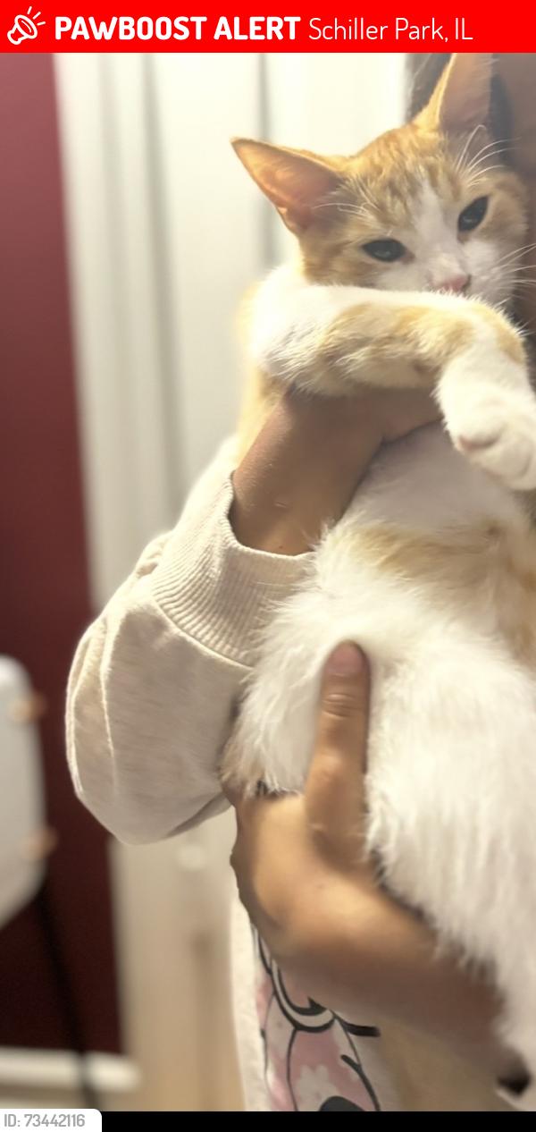 Lost Male Cat last seen Schiller woods, Schiller Park, IL 60176
