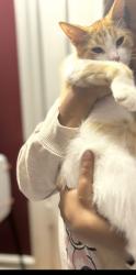 Lost Male Cat last seen Schiller woods, Schiller Park, IL 60176
