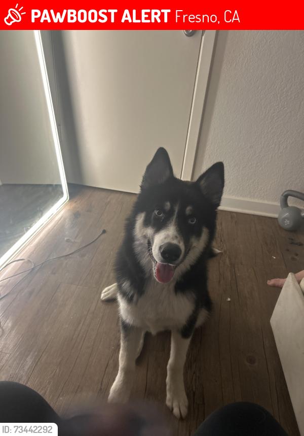 Lost Male Dog last seen Near S Maud Ave, Fresno, CA 93706