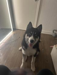 Lost Male Dog last seen Near S Maud Ave, Fresno, CA 93706