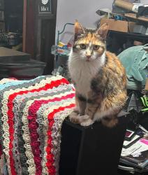 Reunited Female Cat last seen Madison and Memorial, by the old shut down Walgreens, Muncie, IN 47302