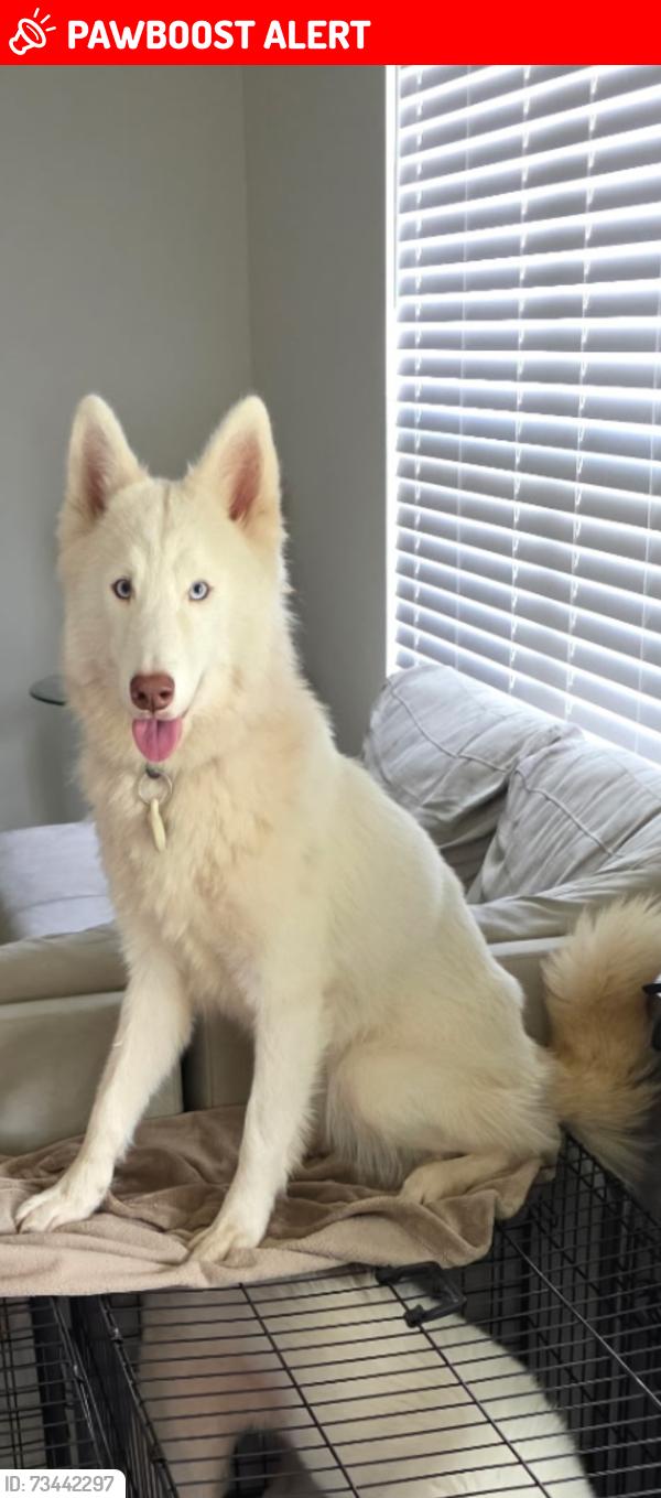 Lost Female Dog last seen Harvest moon way, Lakewood Ranch, FL 34211