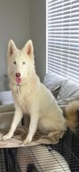 Lost Female Dog last seen Harvest moon way, Lakewood Ranch, FL 34211