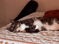 Lost Female Cat last seen Randolph, San Francisco, CA 94132
