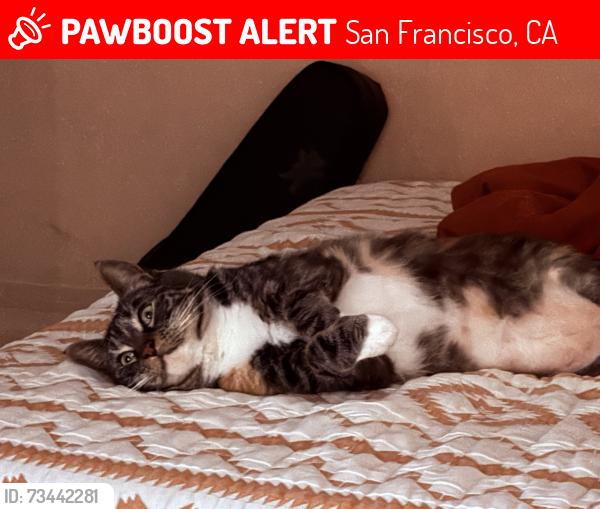Lost Female Cat last seen Randolph, San Francisco, CA 94132
