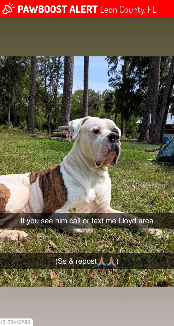 Lost Male Dog last seen Capitola rd, Leon County, FL 32317