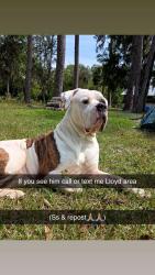 Lost Male Dog last seen Capitola rd, Leon County, FL 32317