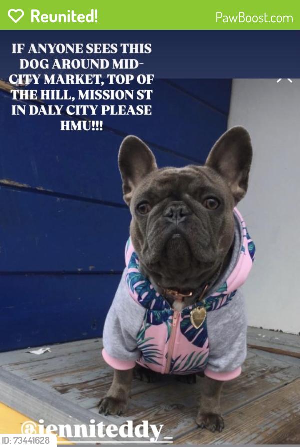 Reunited Female Dog last seen Daly City Mission street, Daly City, CA 94015