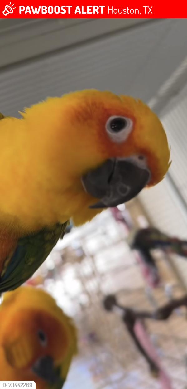 Lost Unknown Bird last seen Cypress creek and Kuykendahl, Houston, TX 77090