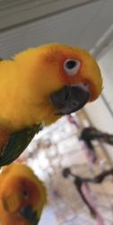 Lost Unknown Bird last seen Cypress creek and Kuykendahl, Houston, TX 77090