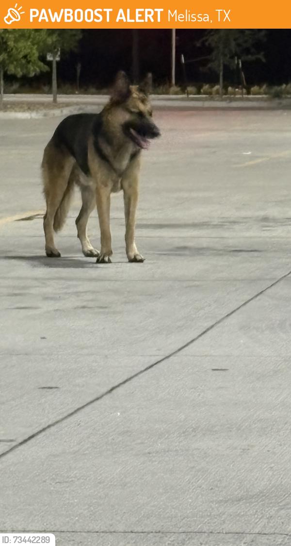 Found/Stray Unknown Dog last seen McKinney St, in the field, Melissa, TX 75454