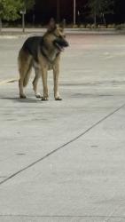 Found/Stray Unknown Dog last seen McKinney St, in the field, Melissa, TX 75454