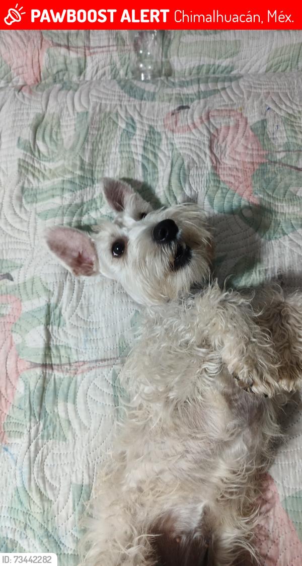 Lost Female Dog last seen Casa de empeño, muelles el chipo y finca teresita, Chimalhuacán, Méx. 56338