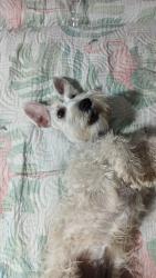 Lost Female Dog last seen Casa de empeño, muelles el chipo y finca teresita, Chimalhuacán, Méx. 56338