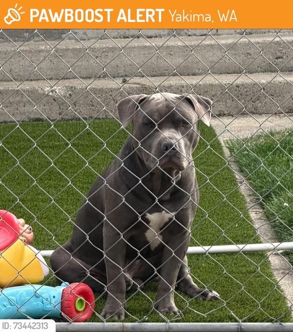 Found/Stray Male Dog last seen Naches ave, Yakima, WA 98901