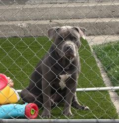Found/Stray Male Dog last seen Naches ave, Yakima, WA 98901