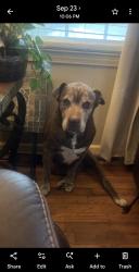 Lost Male Dog last seen Courthouse, downtown Buchanan, fire department, Buchanan, GA 30113