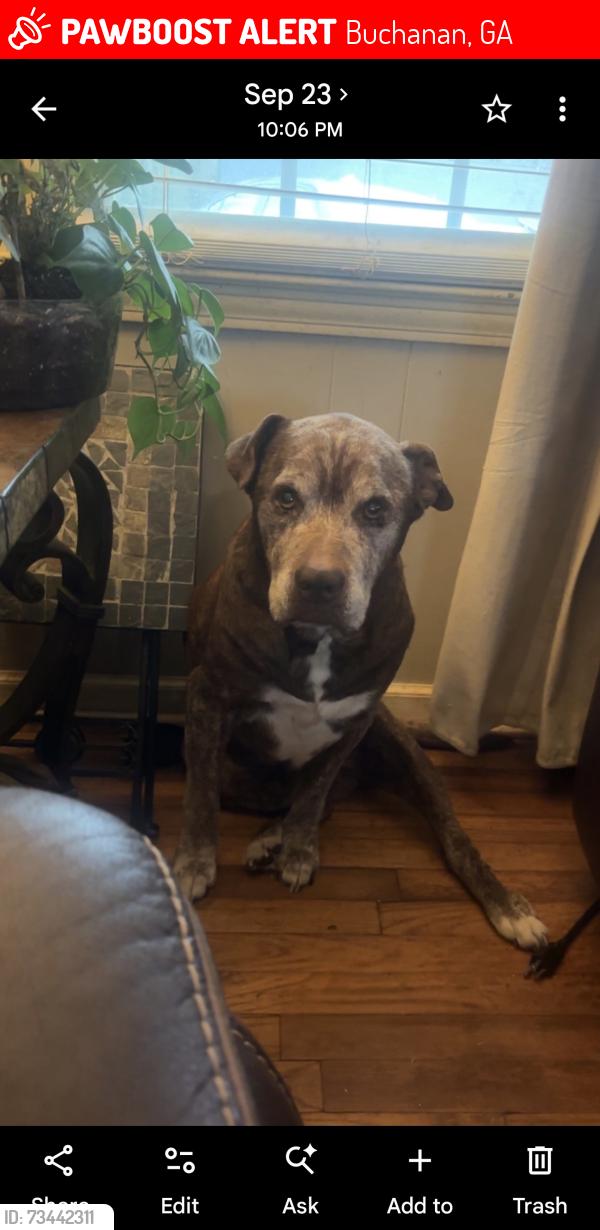 Lost Male Dog last seen Courthouse, downtown Buchanan, fire department, Buchanan, GA 30113