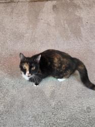 Found/Stray Unknown Cat last seen Parking lot of Panda express, Asheville, NC 28806