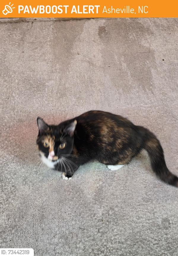 Found/Stray Unknown Cat last seen Parking lot of Panda express, Asheville, NC 28806