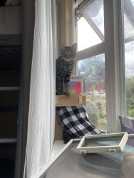 Lost Male Cat last seen Nanaimo street, Vancouver, BC 