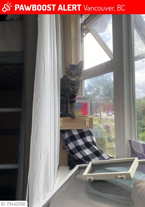 Lost Male Cat last seen Nanaimo street, Vancouver, BC 