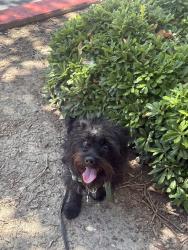 Lost Male Dog last seen Near Viera Ct, Antioch, CA 94509