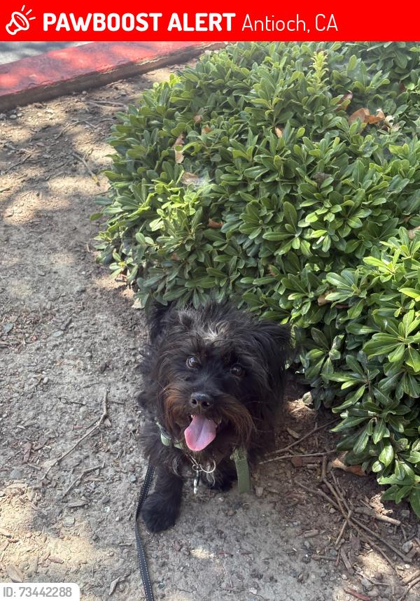 Lost Male Dog last seen Near Viera Ct, Antioch, CA 94509