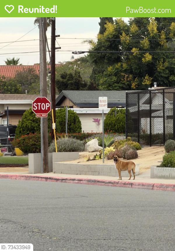 Reunited Male Dog last seen Hilltop and J st, Chula Vista, CA 91910