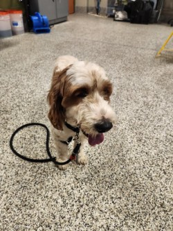 Shelter Stray Male Dog last seen Falls Chrch,VA 22041,Carlin Springs Rd/Leesburg Pk, Fairfax County, VA, 4500 West Ox Rd, Fairfax, VA 22030, USA