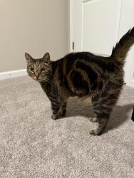 Found/Stray Unknown Cat last seen Neighborhood near St. Francis hosp, Indianapolis, IN 46237
