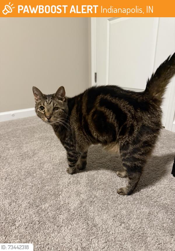Found/Stray Unknown Cat last seen Neighborhood near St. Francis hosp, Indianapolis, IN 46237